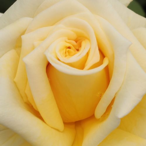 Rosier plantation - Rosa Royal Gold - jaune - rosiers grimpants - moyennement parfumé - Dennison Harlow Morey - Fleurs de forme conique de couleur vive convenant pour des fleurs coupées.